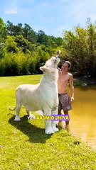 #animals #lion #facts #wildlife #bigcat #treasuresearch #animalkingdom #birds #aquaticpets #new