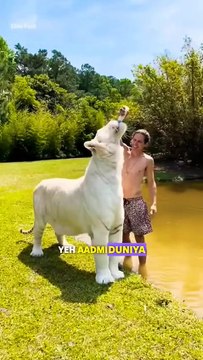 #animals #lion #facts #wildlife #bigcat #treasuresearch #animalkingdom #birds #aquaticpets #new