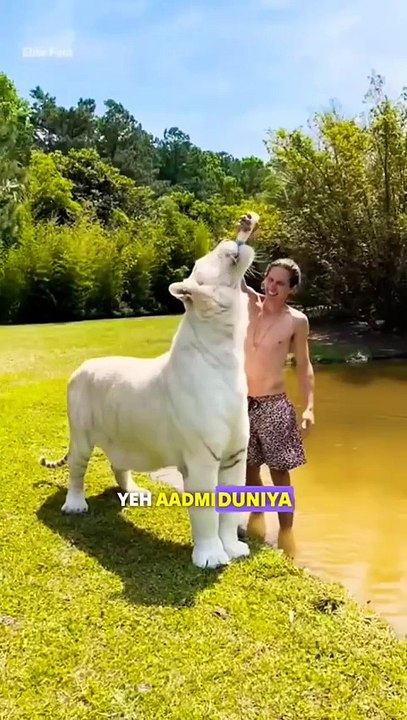 #animals #lion #facts #wildlife #bigcat #treasuresearch #animalkingdom #birds #aquaticpets #new