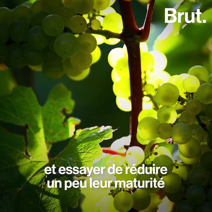 Comment les vins de Bordeaux préparent le changement climatique