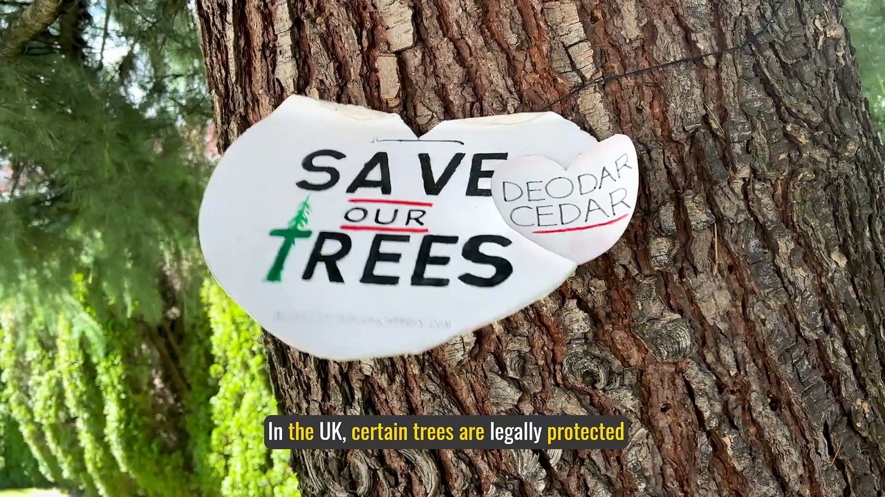 Tree Preservation Orders: What They Mean & Your Responsibilities