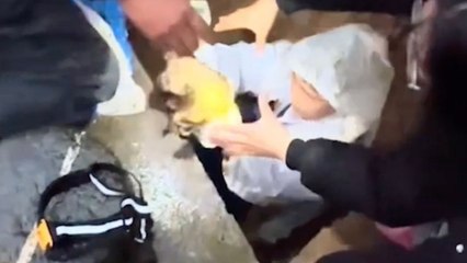 Brave boy, eight, saves four newborn puppies - from a narrow cave