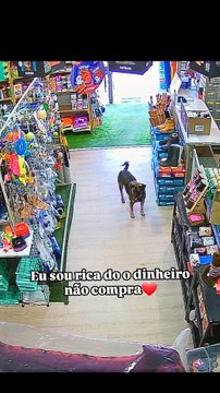 Un perro callejero se cuela en una tienda de mascotas y una cámara de vigilancia capta cómo lo trata la dependienta