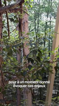 Les Nuits des Forêts, un festival qui permet de découvrir la forêt près de chez soi