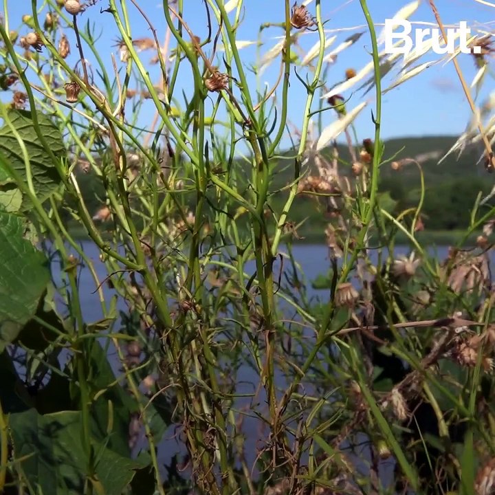 Dans la réserve de faune sauvage de Donzère-Mondragon - La Route du Rhône épisode 4