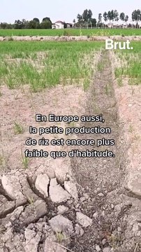 Bientôt une pénurie de riz dans les supermarchés en France ?
