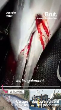 600 carcasses de dauphins découvertes depuis janvier sur la côte atlantique