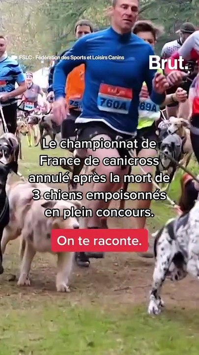 3 chiens empoisonnés au championnat de France de canicross.
