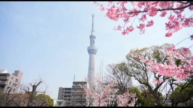 A Tokyo è iniziata la stagione della fioritura dei ciliegi