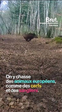 C'est quoi la chasse en enclos ?