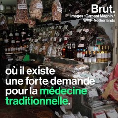 En Europe, des zoos revendent leurs tigres sur le marché noir