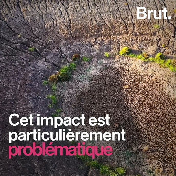 L'Australie va abattre près de 10.000 dromadaires