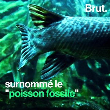 L'alligator garpique, une espèce en danger