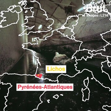 L214 : les images chocs d'un élevage de la filière foie gras