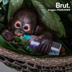 L'histoire de Gerhana, petit orang-outan orphelin miraculé