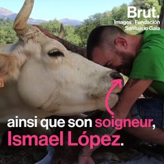 L'histoire de la vache Freser