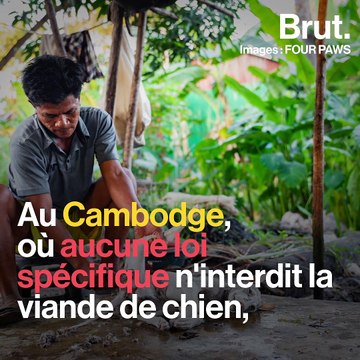 Cambodge : des chiens libérés d'un abattoir par Four Paws