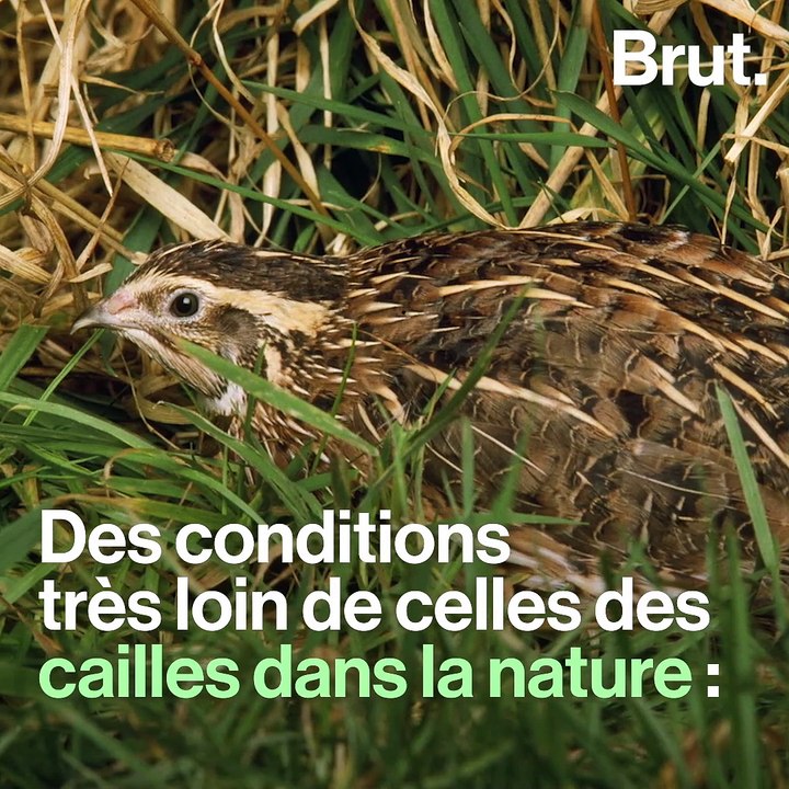 L214 dénonce les conditions d'élevage des cailles en France