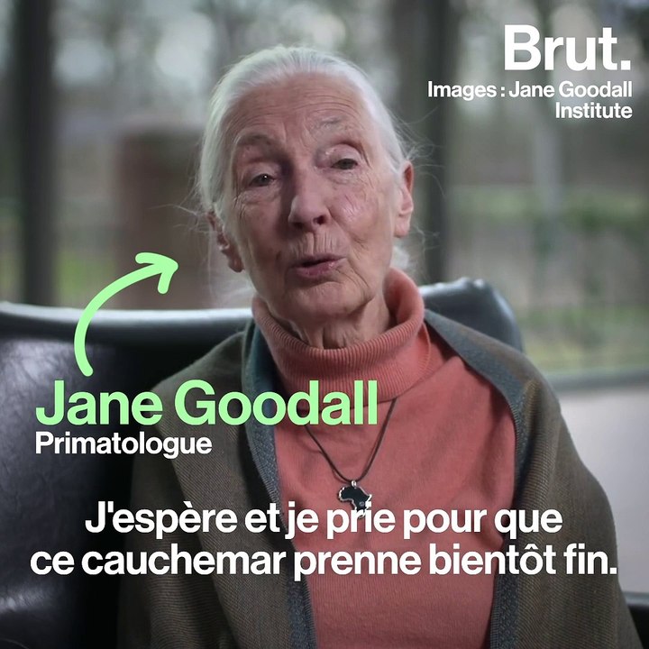 Coronavirus : le cri d'alerte de Jane Goodall sur la situation des animaux sauvages