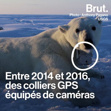 Des images inédites du quotidien d'un ours polaire