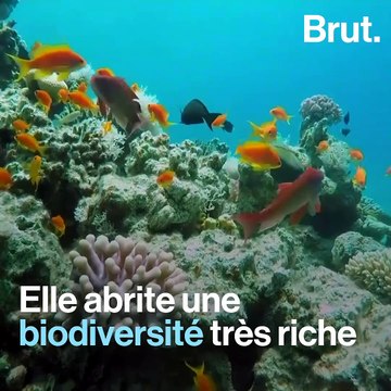 Le golfe d'Aqaba, ce récif qui résiste au réchauffement climatique