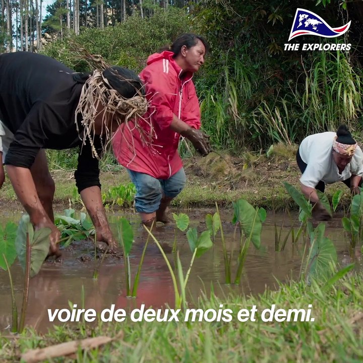 Rapa est l'île la plus méridionale et isolée de Polynésie française