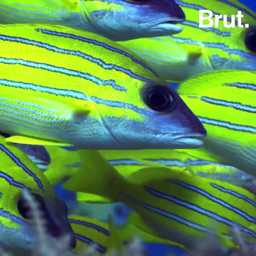 Pour payer leurs dettes, les Seychelles protègent l'environnement