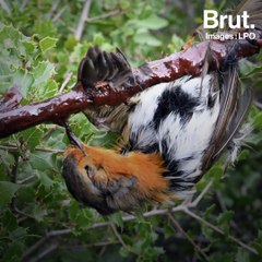 C'est quoi, la chasse à la glu ?