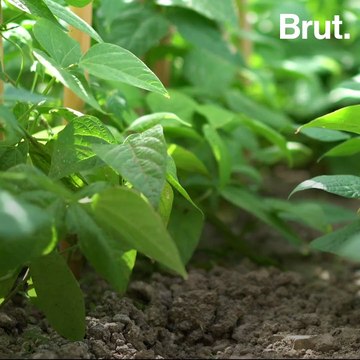 De l'agriculture conventionnelle au bio, ils racontent leur conversion