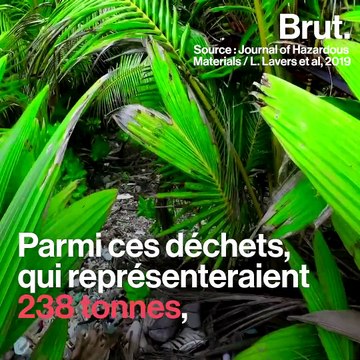 Un demi-million de bernard-l'hermites ont été retrouvés morts