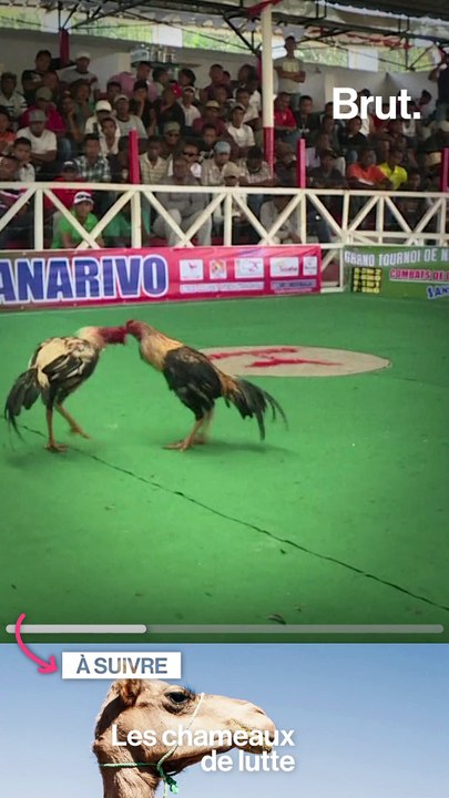 La barbarie des combats d'animaux à travers le...