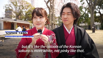 'The first sakura': Cherry blossom season brightens Tokyo