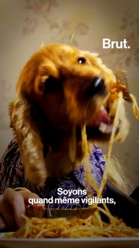 Reglo, des croquettes pour animaux de compagnie à base d'insectes