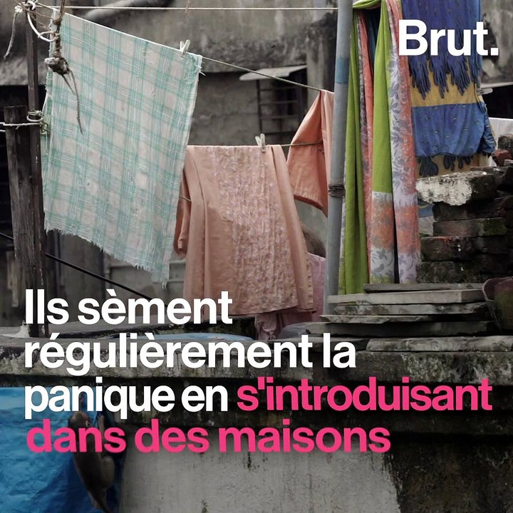 Les singes sèment le chaos dans les villes du nord de l'Inde
