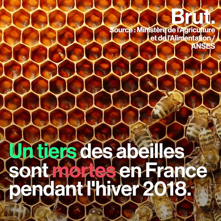 À Valensole, la population d'abeilles serait en augmentation