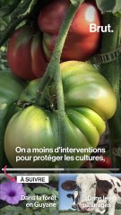 Les paysans français s'investissent pour la planète