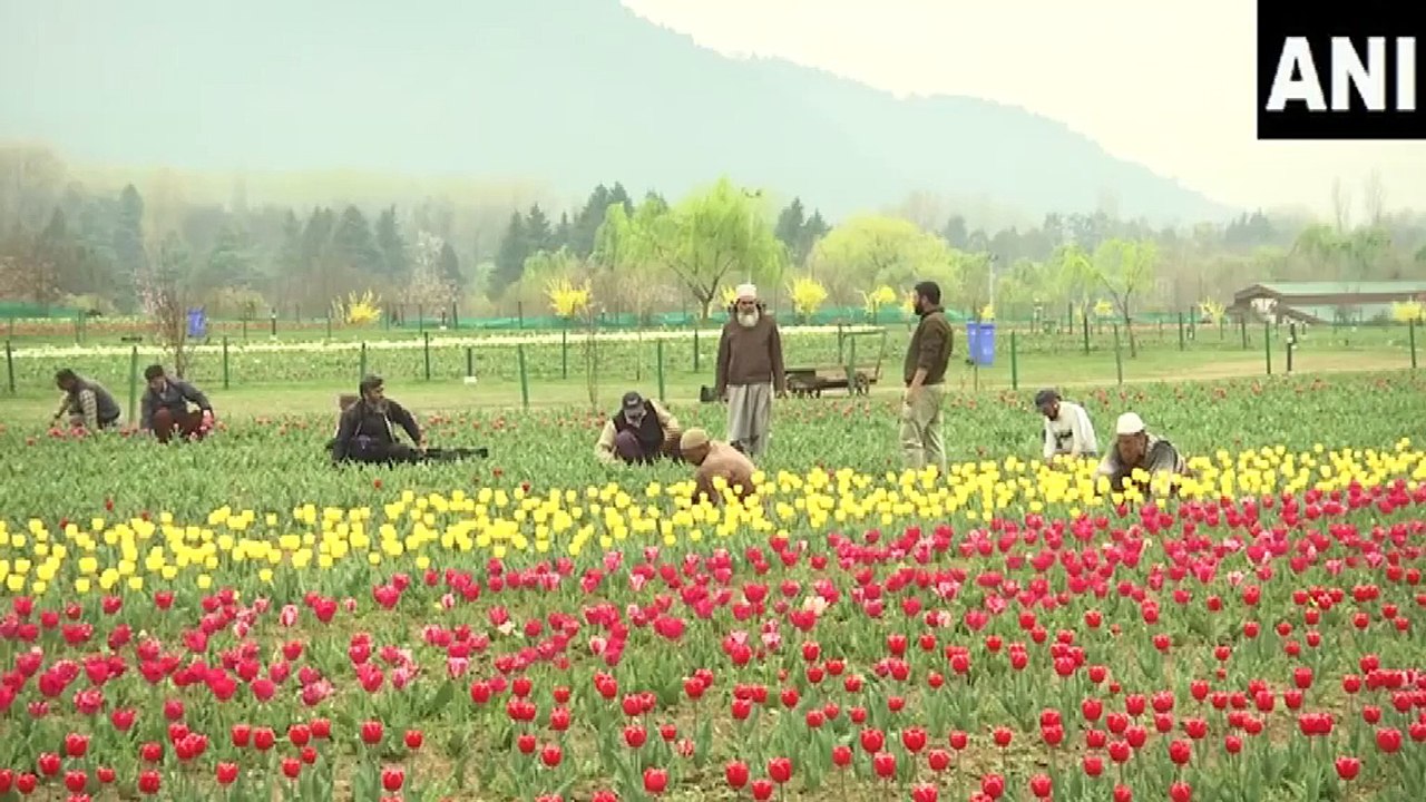 Tulip Garden opens for visitors in Srinagar on Wednesday
