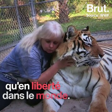 États-Unis : les dessous de la captivité des grands fauves