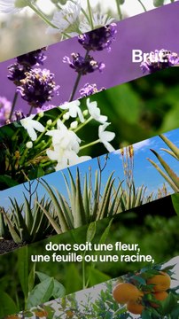 3 conseils pour utiliser des huiles essentielles