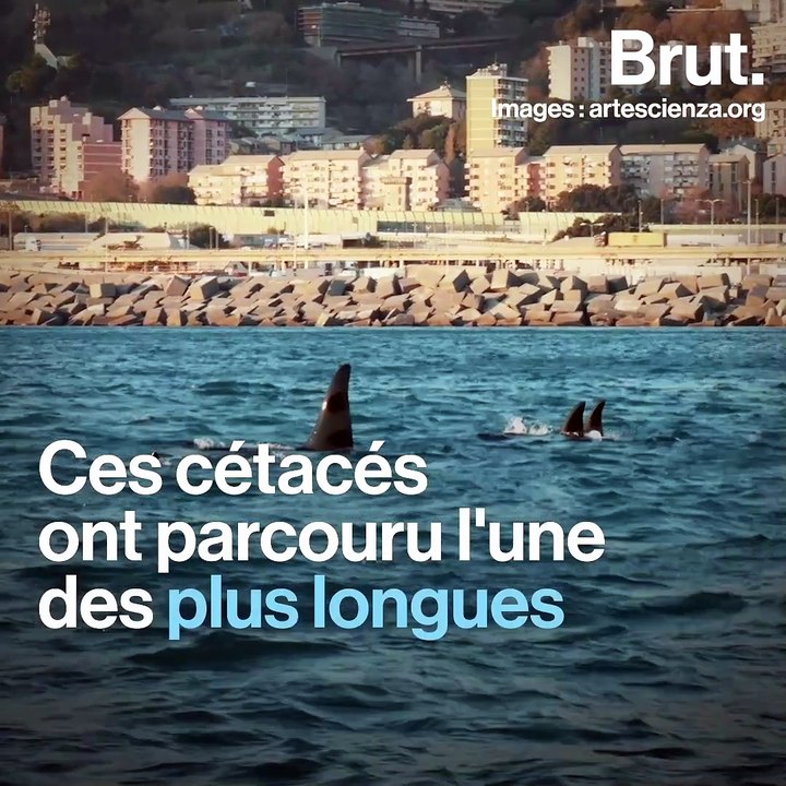 Des orques d'Islande filmées près des côtes italiennes