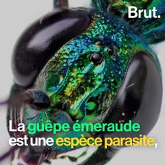 Comment pond la guêpe émeraude