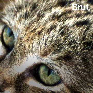Qui sont les meilleurs chasseurs de la planète ?