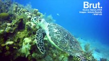 Les tortues sont les premières victimes de la pollution