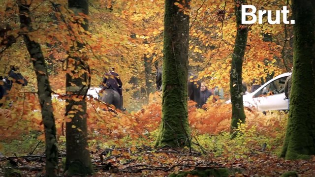 Chasse à courre : la guerre entre chasseurs et militants animalistes