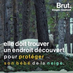 Le combat pour la survie d'un bébé renne en Laponie