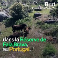 Portugal : des vaches retournent à la vie sauvage