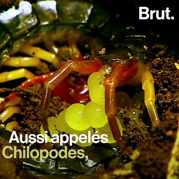 La ponte chez les mille-pattes