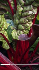 Le confinement dans une ferme bio