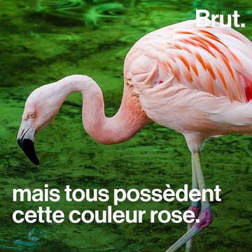 Pourquoi les flamants roses sont roses ?