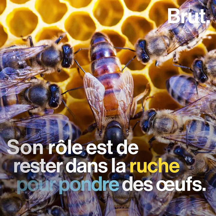 Le rôle des abeilles dans une ruche